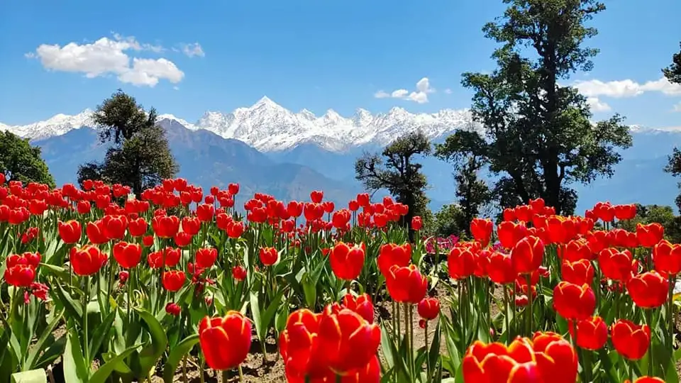 मुनस्यारी उत्तराखंड